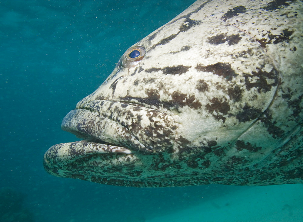 Cod, Potato Cod (Epinephelus tukula). Cains, Queensland, Australia