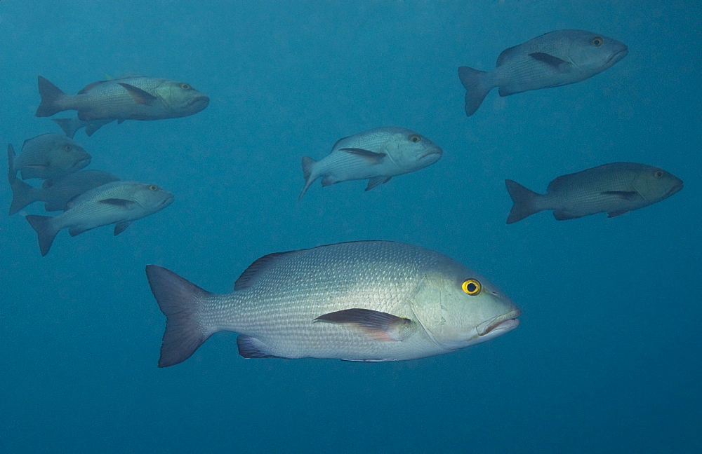 Fish sp (currently unidentified)Cains, Queensland, Australia