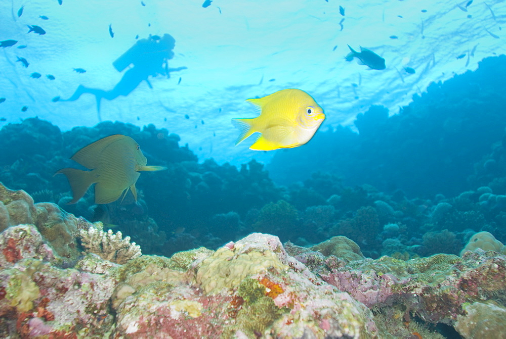 Diver, tourist,. Cains, Queensland, Australia     (rr)