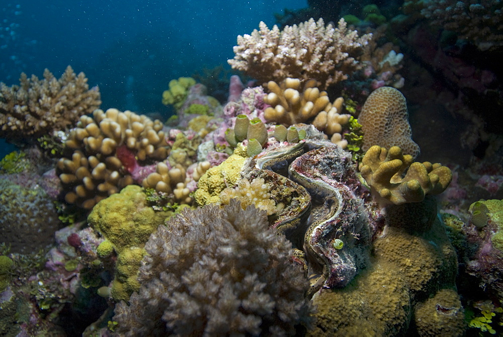 Giant clam (Tridacna gigas).