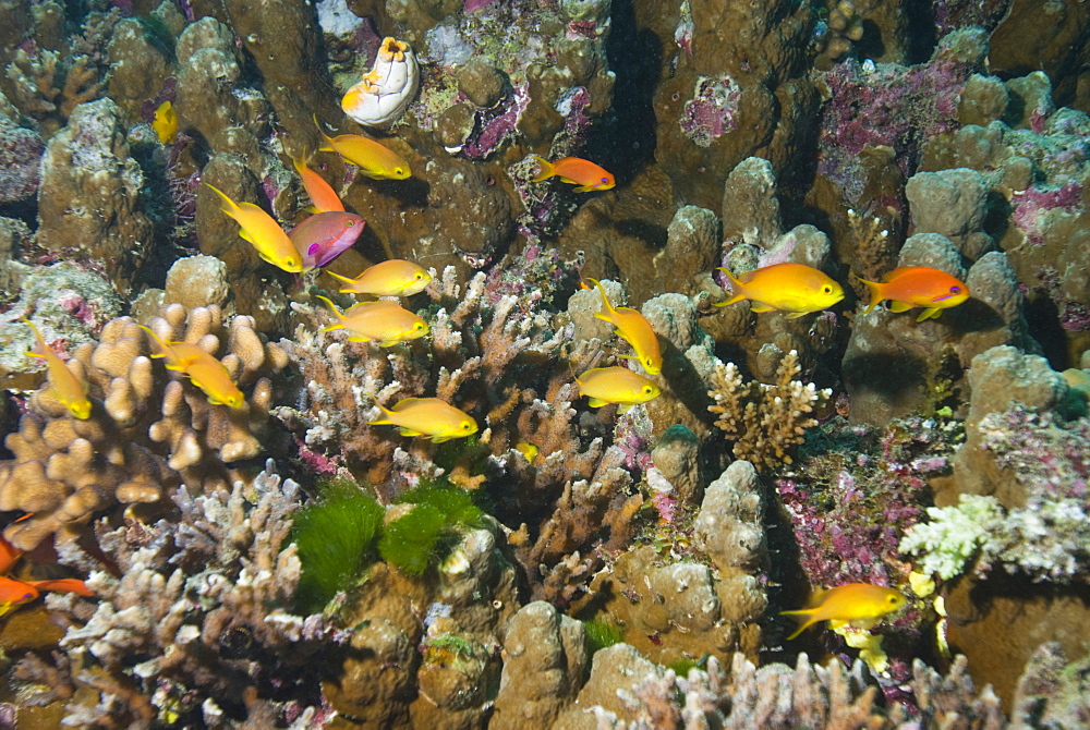 Fish sp (currently unidentified). Cains, Queensland, Australia