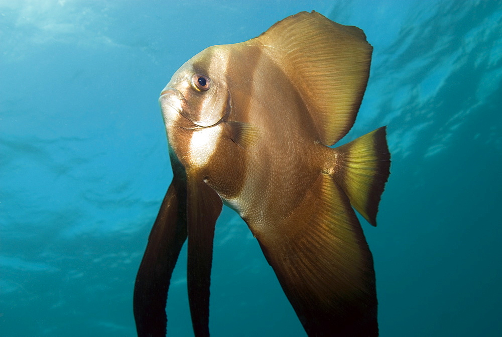 Bat Fish (Platax obicularis). Cains, Queensland, Australia