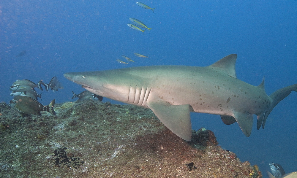 Grey Nurse Shark (Ginglymostoma cirratum). South West Rocks, NSW, Australia