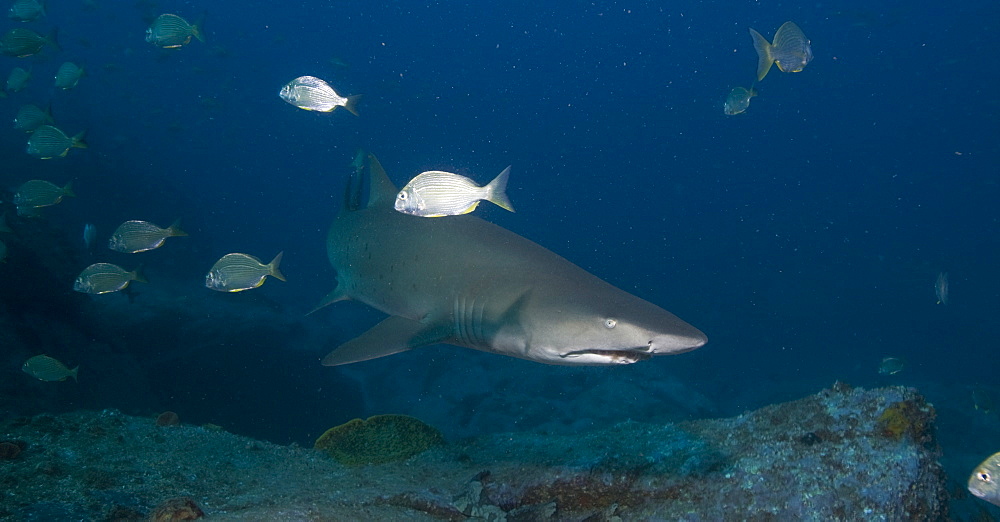 Grey Nurse Shark (Ginglymostoma cirratum). South West Rocks, NSW, Australia