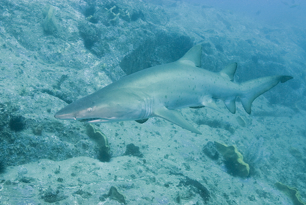 Grey Nurse Shark (Ginglymostoma cirratum). South West Rocks, NSW, Australia