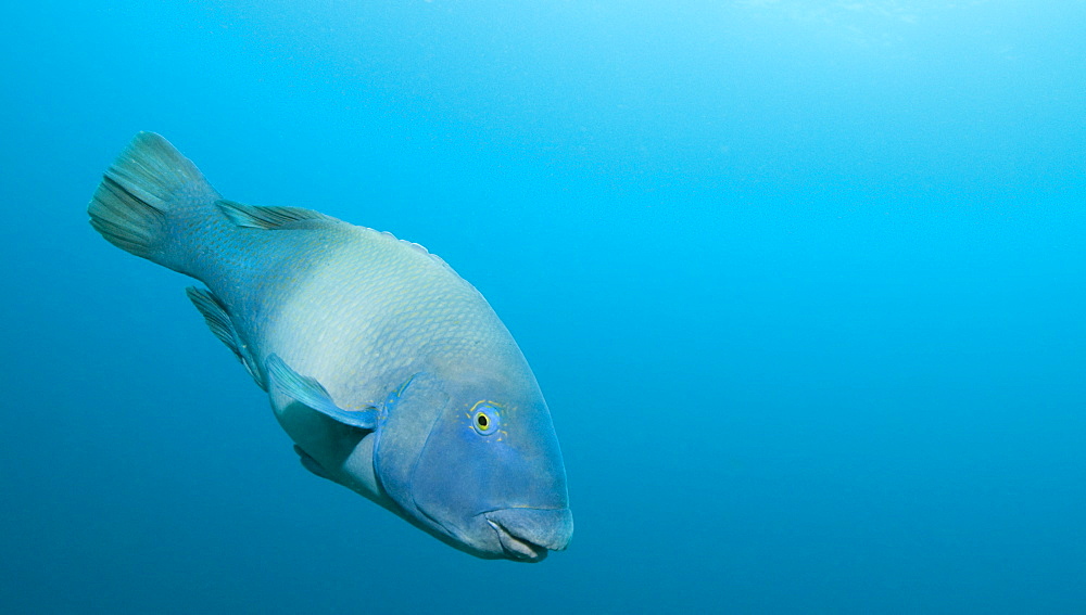 Blue Grouper. South West Rocks, NSW, Australia