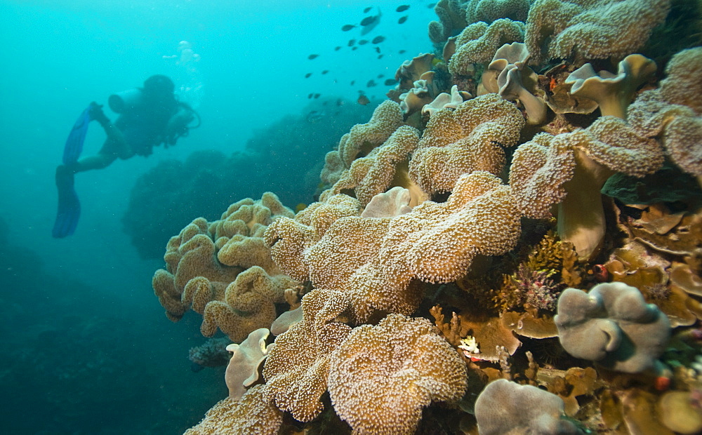 Diver swimming over coral reef. Cains, Queensland, Australia