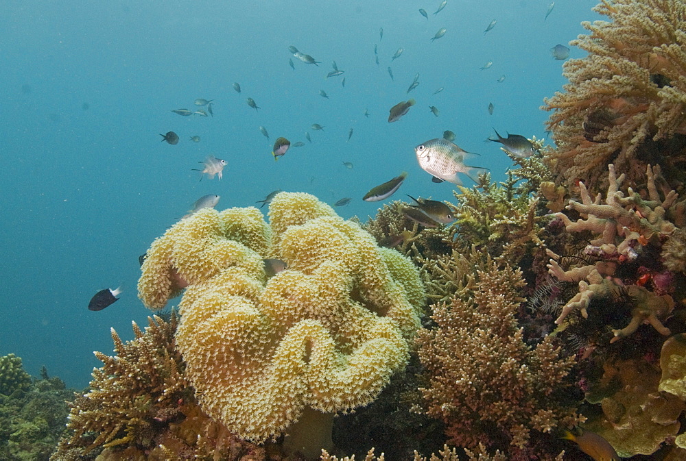 fish sp (currently unidentified). Cains, Queensland, Australia       (rr)