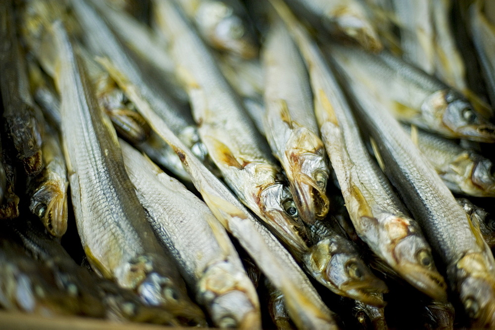 Fish laid out for sale. Yuzho Sakhalinsk, Siberia, Russia