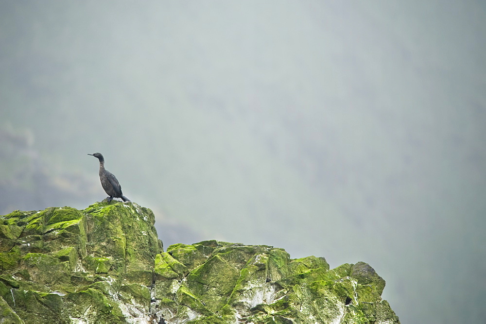 sea bird. Kuril Islands, Russia