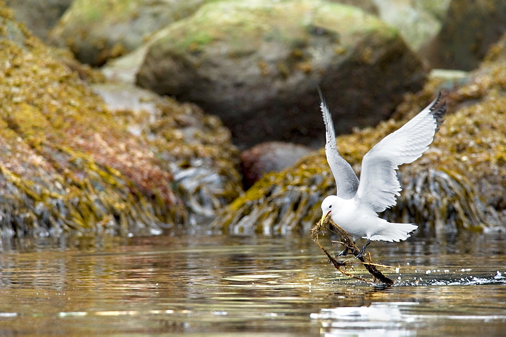 Kittiwake (Larus tridactyla). Kuril Islands, Russia      (rr)