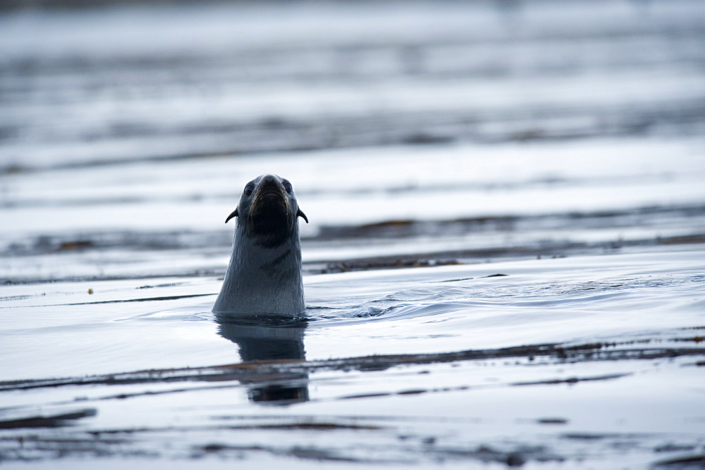 Steller Sea Lions (Eumetopias jubatus). Kuril Islands, Russia