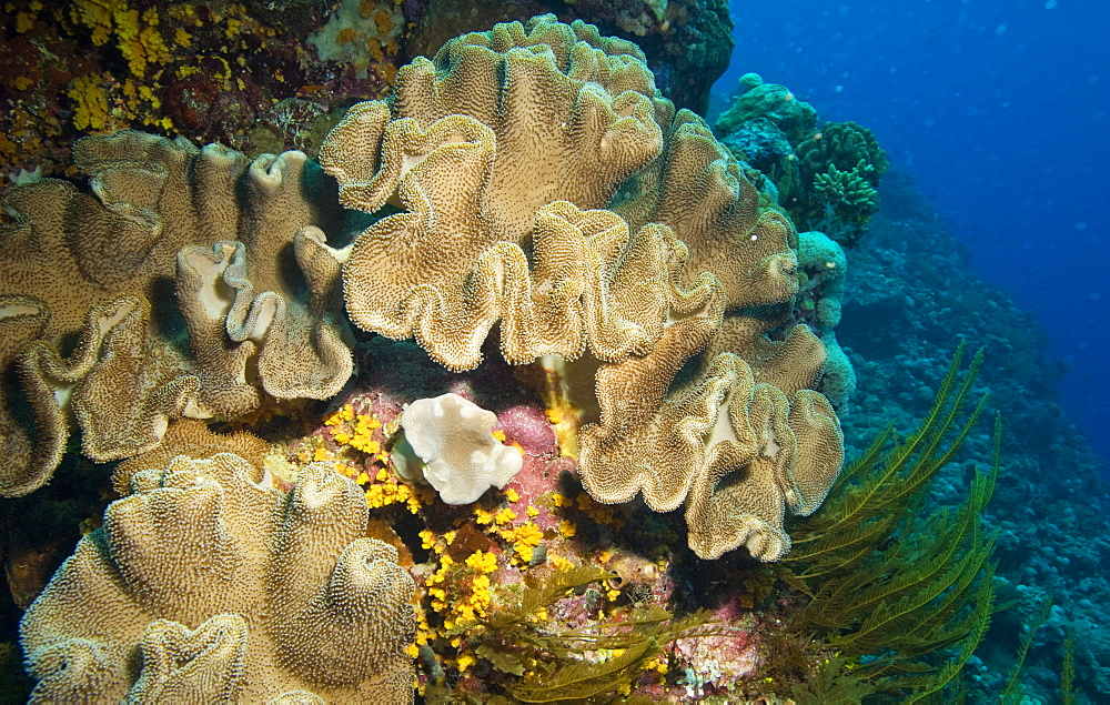 Mixed coral on reef. Cains, Queensland, Australia