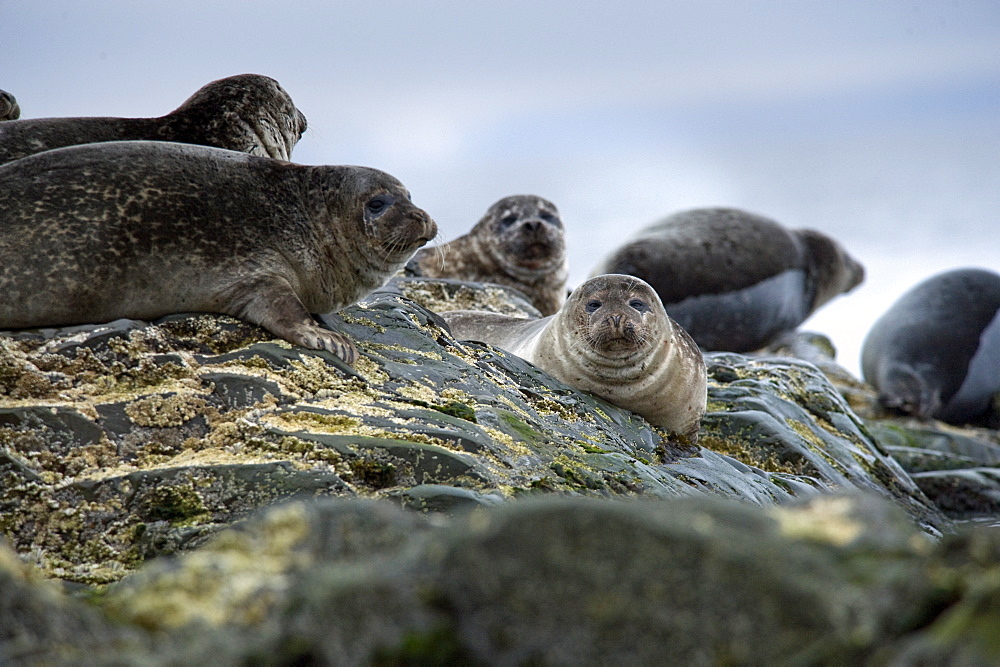 Harbour Seal (Phoca vitulina) Rookery. Svalbard, Norway