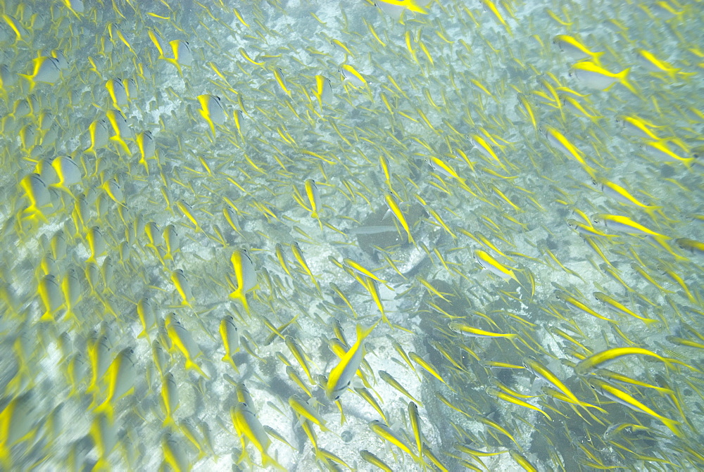 fish sp (currently unidentified). South West Rocks, NSW, Australia