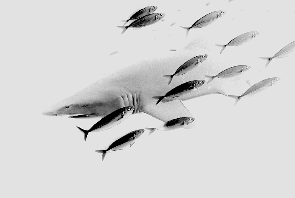 Grey Nurse shark (Ginglymostoma cirratum) and fish. South West Rocks, NSW, Australia      (rr)