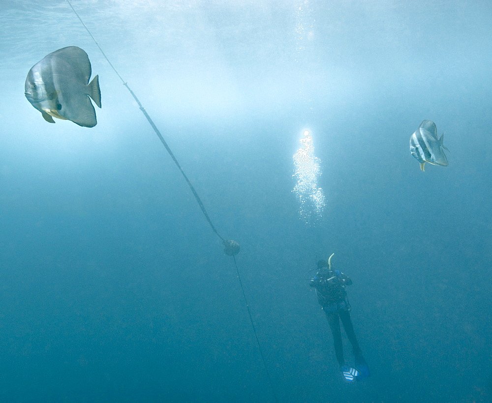 Bat Fish (Platax obicularis), safety stop, anchor line, scuba diving. South West Rocks, NSW, Australia