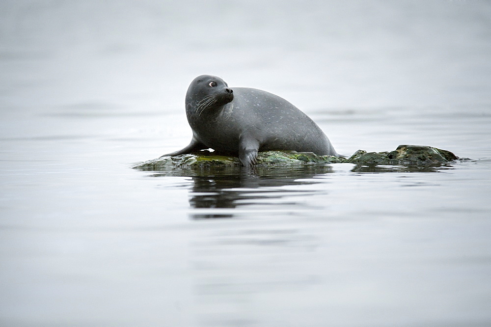 Harbour Seal (Phoca vitulina) Rookery. Svalbard, Norway