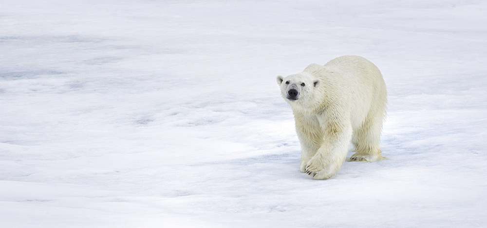 Polar Bear. Longyearbyen,  Nordaustlandet, South Severn Is, Svalbard, Norway