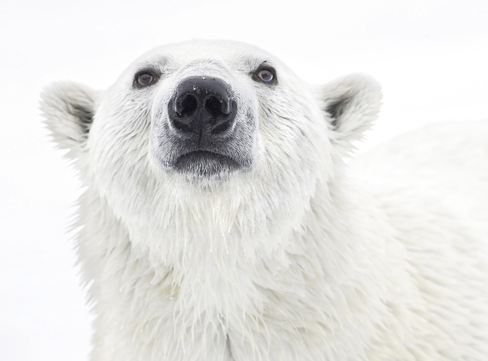 Polar Bear. Longyearbyen, Nordaustlandet, South Severn Is, Svalbard, Norway