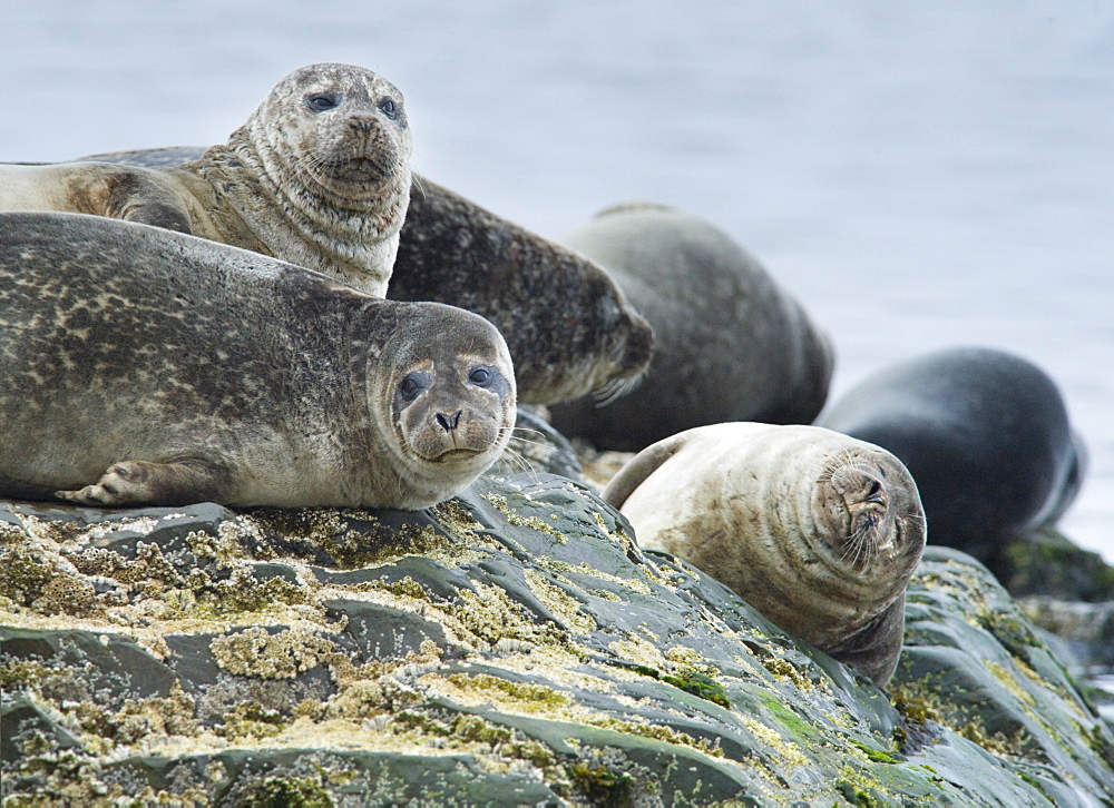 Harbour Seal (Phoca vitulina) Rookery. Svalbard, Norway     (rr)