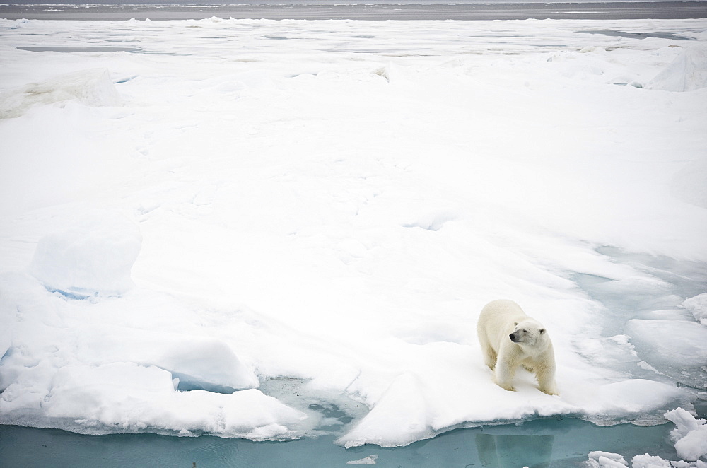 Polar Bear. Longyearbyen,  Nordaustlandet, South Severn Is, Svalbard, Norway