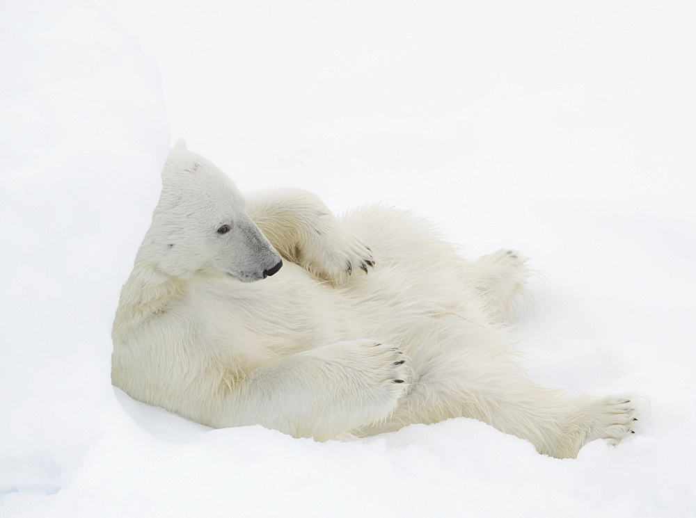 Polar Bear. Longyearbyen,  Nordaustlandet, South Severn Is, Svalbard, Norway