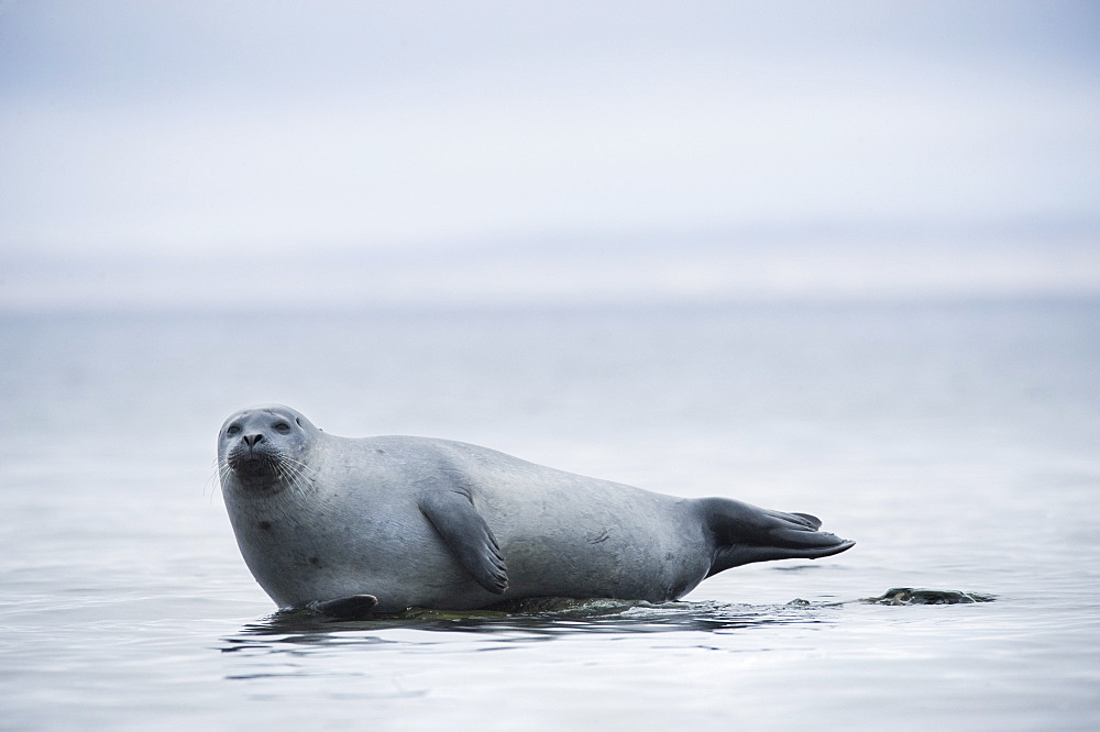 Harbour Seal (Phoca vitulina) Rookery. Svalbard, Norway