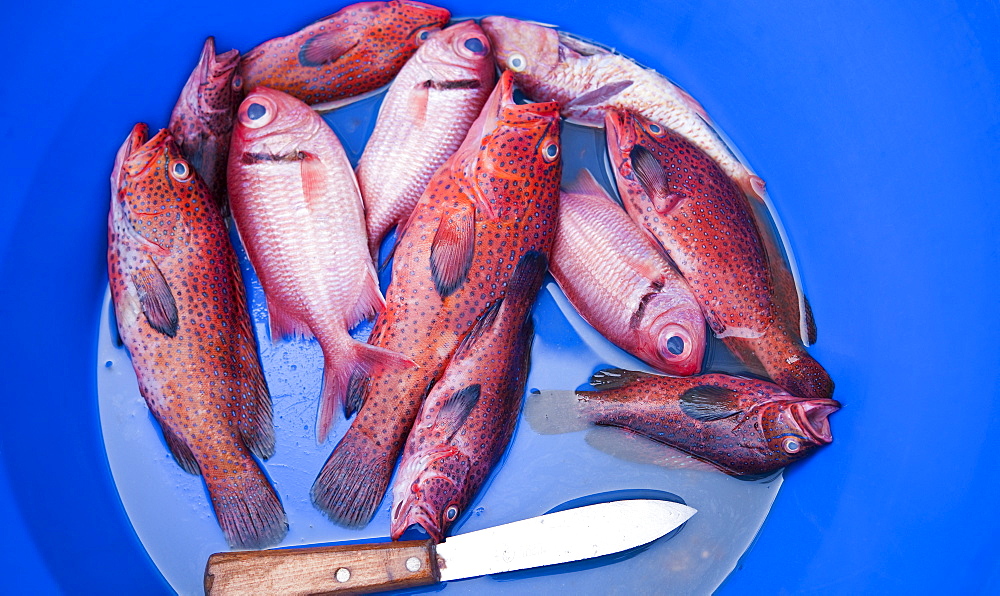 Local Markets, fish bucket, Big Eye, Fish knife. Praia, Assomada Village, Sao Tiago Island. Cape Verde