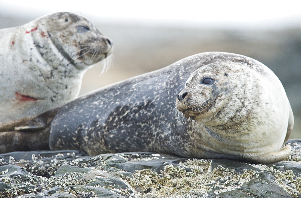 Harbour Seal (Phoca vitulina) Rookery. Svalbard, Norway