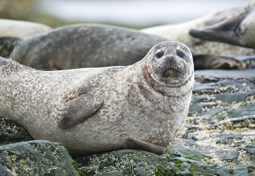 Harbour Seal (Phoca vitulina) Rookery. Svalbard, Norway