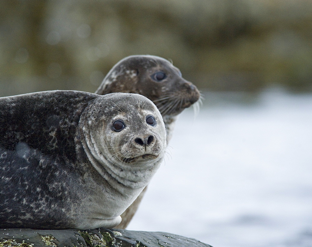 Harbour Seal (Phoca vitulina) Rookery. Svalbard, Norway     (rr)