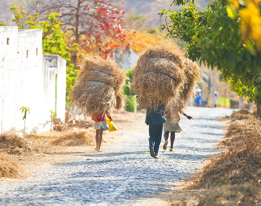  03/04/2009. São Jorge government sponsored research centre and Botanic Gardens. Locals carrying hay bails along main road. Praia, São Jorge botanical  gardens. , Sao Tiago Island. Cape Verde