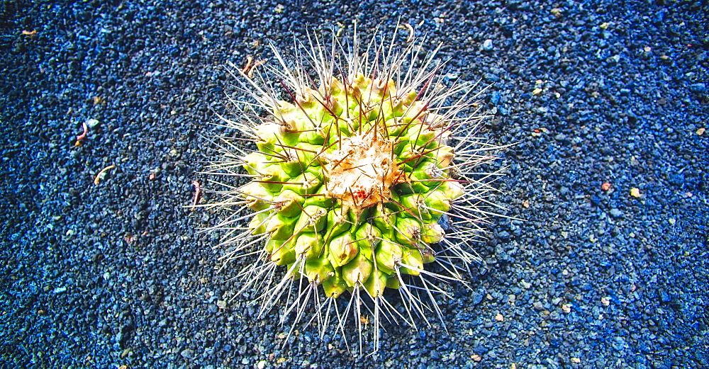 Cactus, Plant, Spines. Arrecife, Jardin De Cactus, Cactus Garden, Lanzarote. Canary Islands