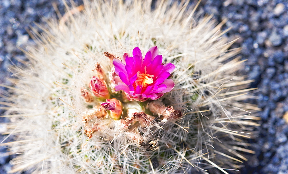 Cactus, Plant, Spines. Arrecife, Jardin De Cactus, Cactus Garden, Lanzarote. Canary Islands