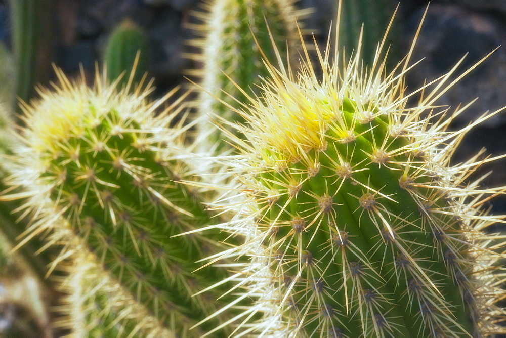 Cactus, Plant, Spines. Arrecife, Jardin De Cactus, Cactus Garden, Lanzarote. Canary Islands