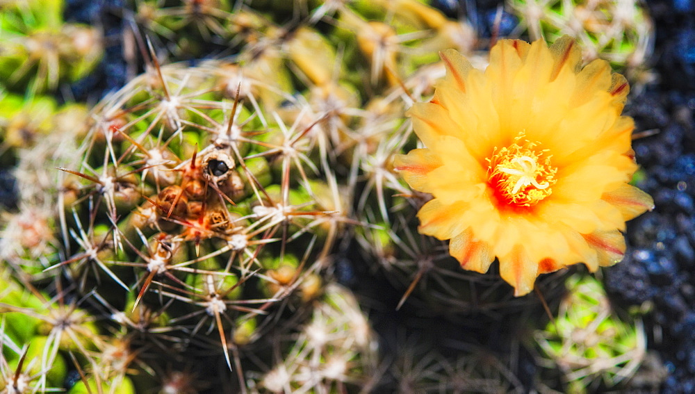 Cactus, Plant, Spines. Arrecife, Jardin De Cactus, Cactus Garden, Lanzarote. Canary Islands