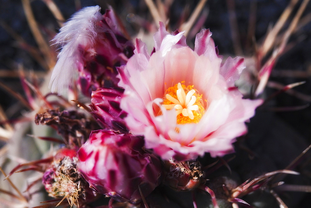 Cactus, Plant, Spines. Arrecife, Jardin De Cactus, Cactus Garden, Lanzarote. Canary Islands