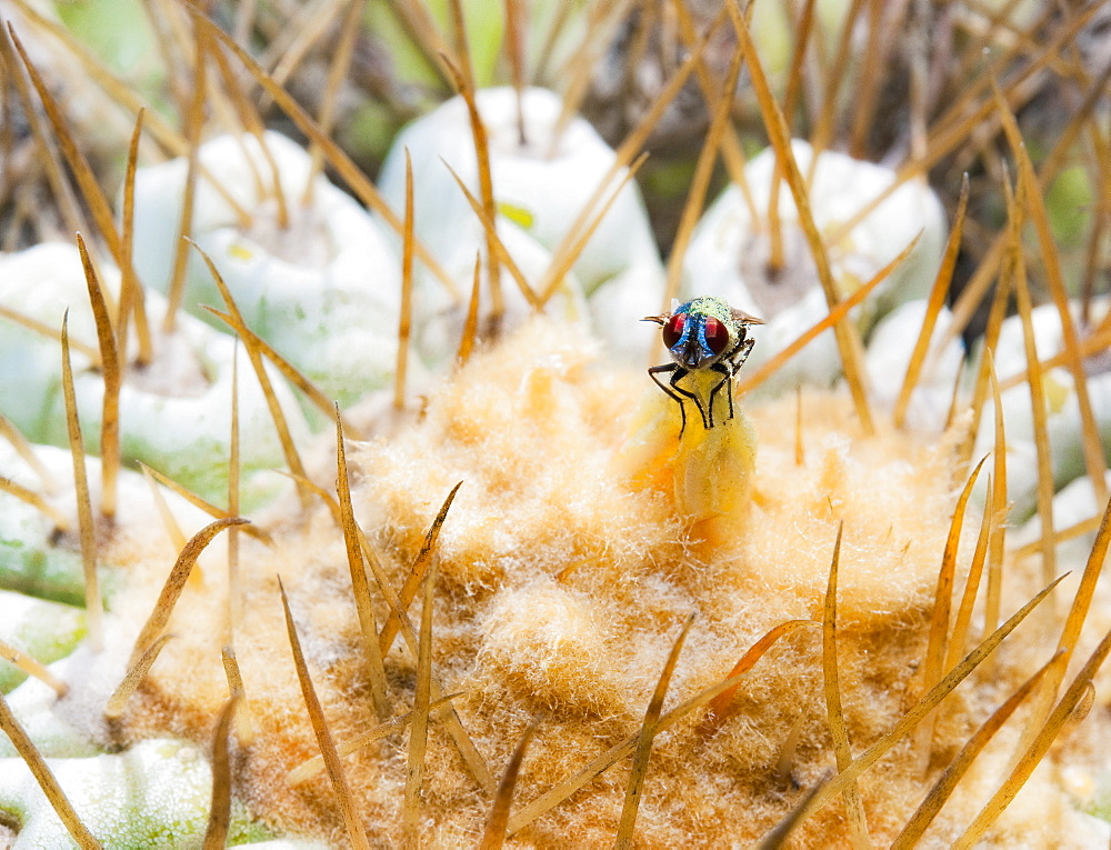 Cactus, Plant, Spines, macro, fly, polen . Arrecife, Jardin De Cactus, Cactus Garden, Lanzarote. Canary Islands