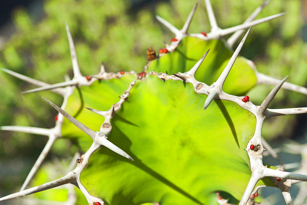 Jardin de Cactus (Cactus Garden) created by CÂŽsar Manrique. Arrecife, Lanzarote. Canary Islands