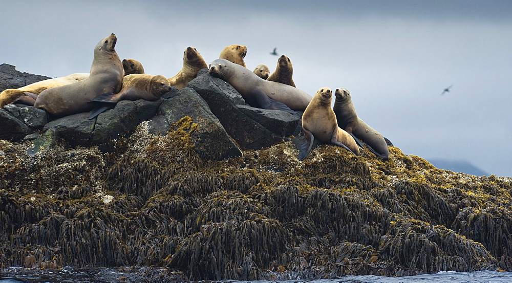 Wild Adult  Females Steller sea lions (Eumetopias jubatus), endangered, colony, rookery, haul out, raft, above water. Bering Islands (Bering Sea) Russia, Asia.  MORE INFO: This sea lion in the largest member of the eared seals.