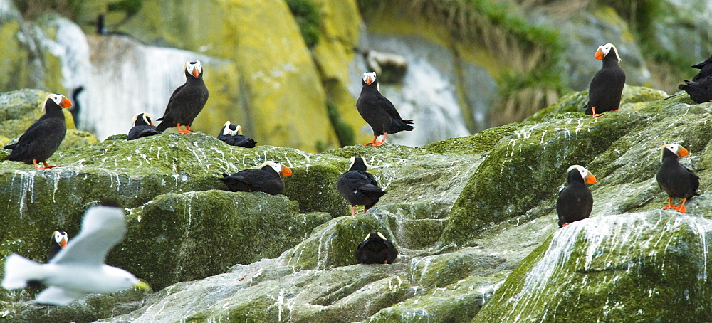 Wild Adult Tufted Puffins (Fratercula cirrhata), Colony, In breeding plumage, Bering Islands (Bering sea), Russia, Asia. 