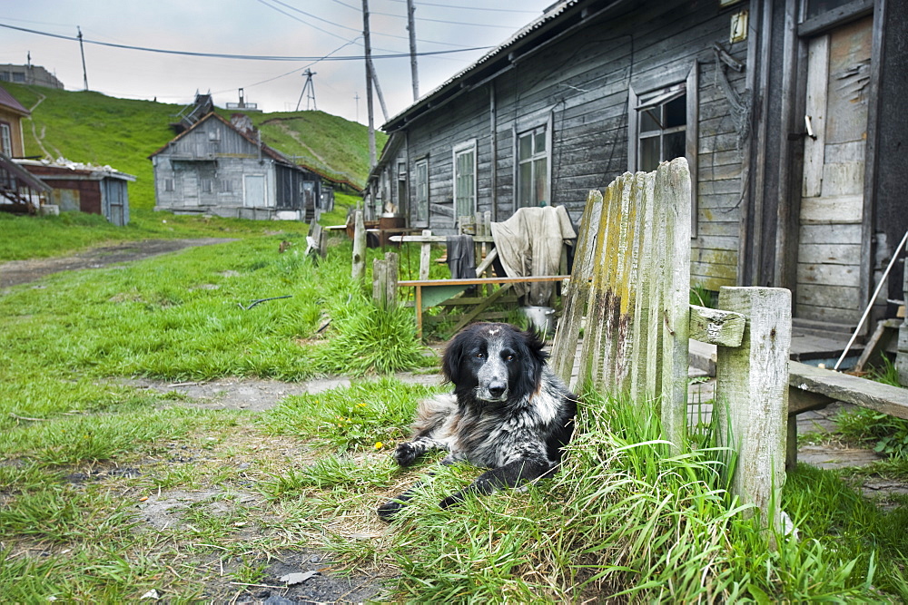  Captive Male Dog by house in residential town center, Nikolskoye Village (Bering Sea), Russia, Asia