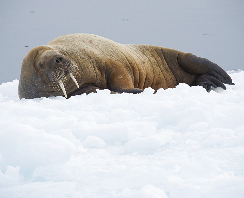 Walrus (Odobenus rosmarus). Longyearbyen, Far Northern Ice Sheets, Svalbard, Norway