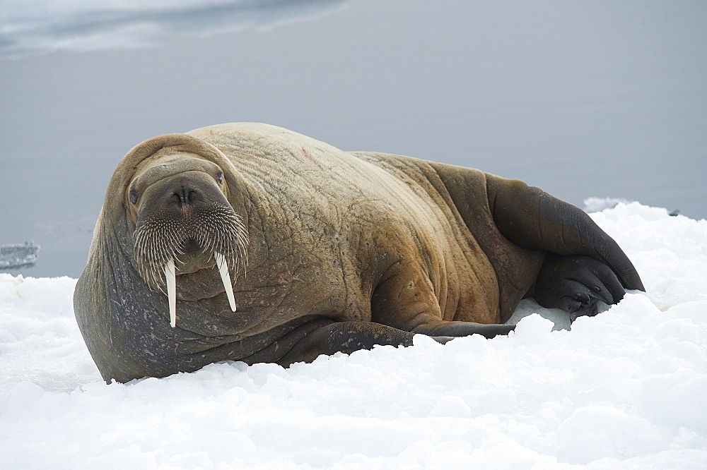 Walrus (Odobenus rosmarus). Longyearbyen, Svalbard, Norway