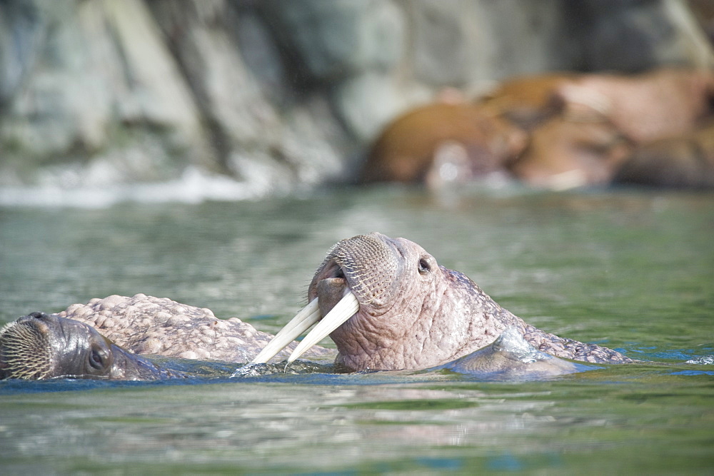 Wild Males Walrus (Odobenus rosmarus), Endangered, Haul out, colony, Bogoslov Island (Bering Sea) Russia, Asia