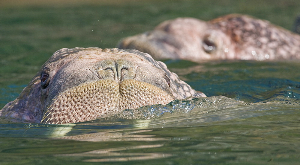 Wild Males Walrus (Odobenus rosmarus), Endangered, Haul out, colony, Bogoslov Island (Bering Sea) Russia, Asia