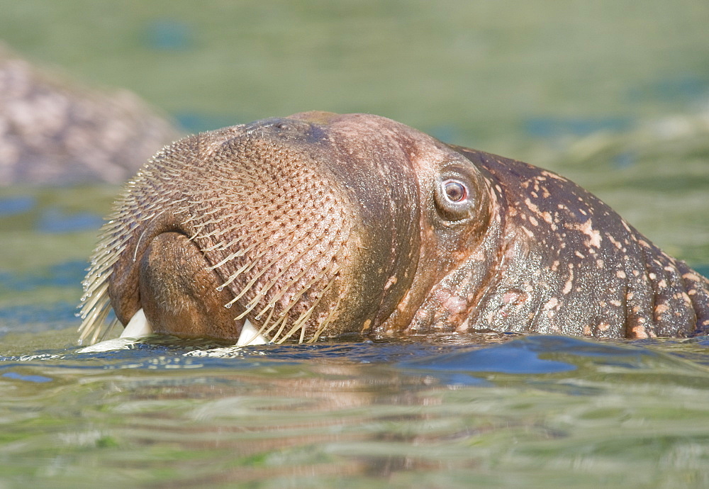 Wild Males Walrus (Odobenus rosmarus), Endangered, Haul out, colony, Bogoslov Island (Bering Sea) Russia, Asia