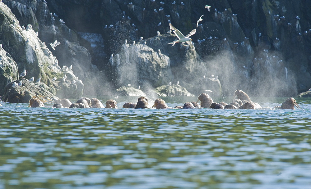 Wild Males Walrus (Odobenus rosmarus), Endangered, Haul out, colony, Bogoslov Island (Bering Sea) Russia, Asia