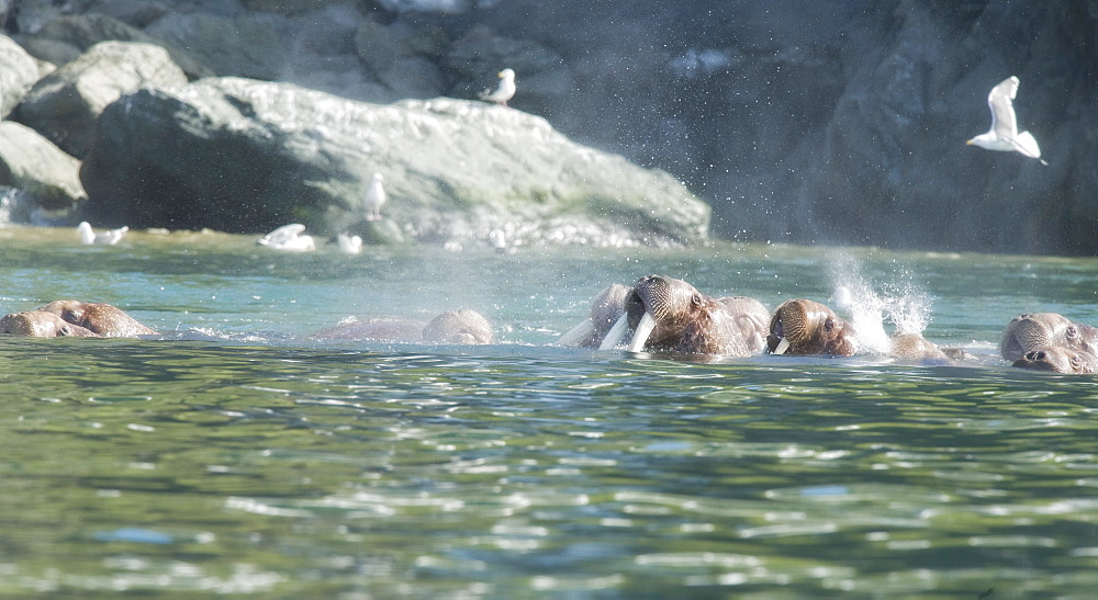 Wild Males Walrus (Odobenus rosmarus), Endangered, Haul out, colony, Bogoslov Island (Bering Sea) Russia, Asia